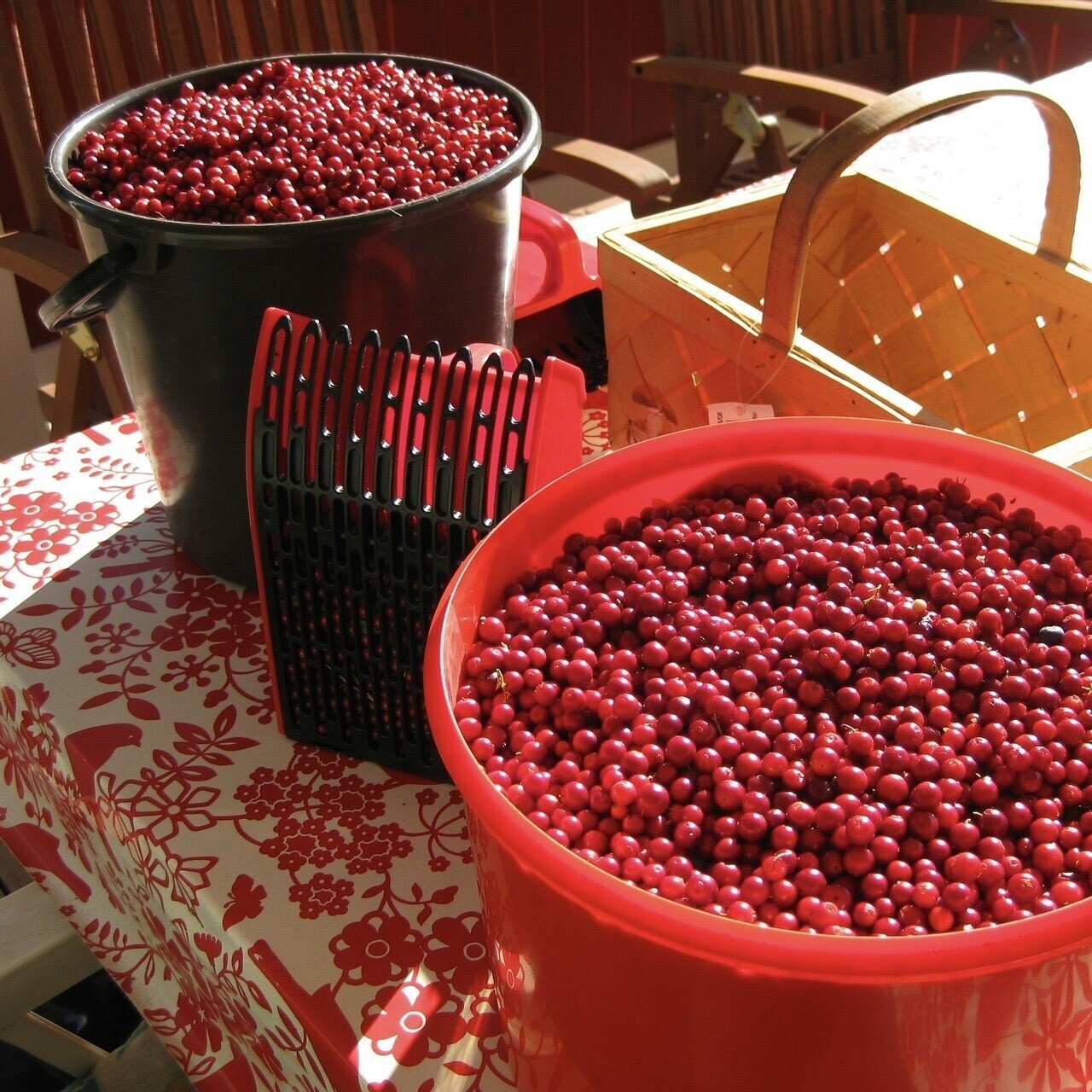 Recipe Close To Nature 03 フィンランドのママの味 キーッセリ Lapuan Kankurit Note