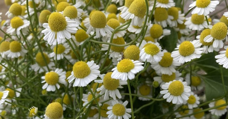 カモミールティー の新着タグ記事一覧 Note つくる つながる とどける