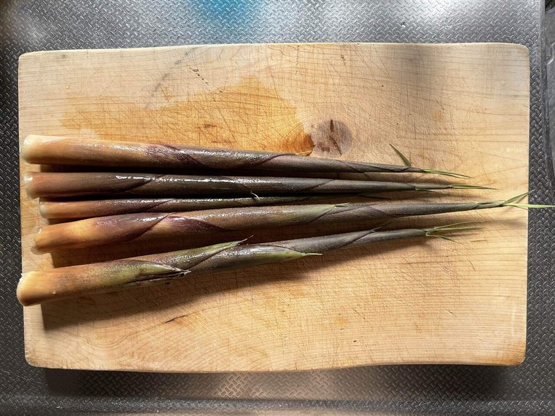 裏庭のタケノコは食べられる さっち 自由が丘の小さな雑貨屋 Note