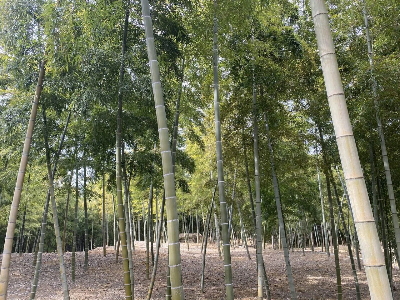 京都大枝塚原産 白子筍｜西田圭太