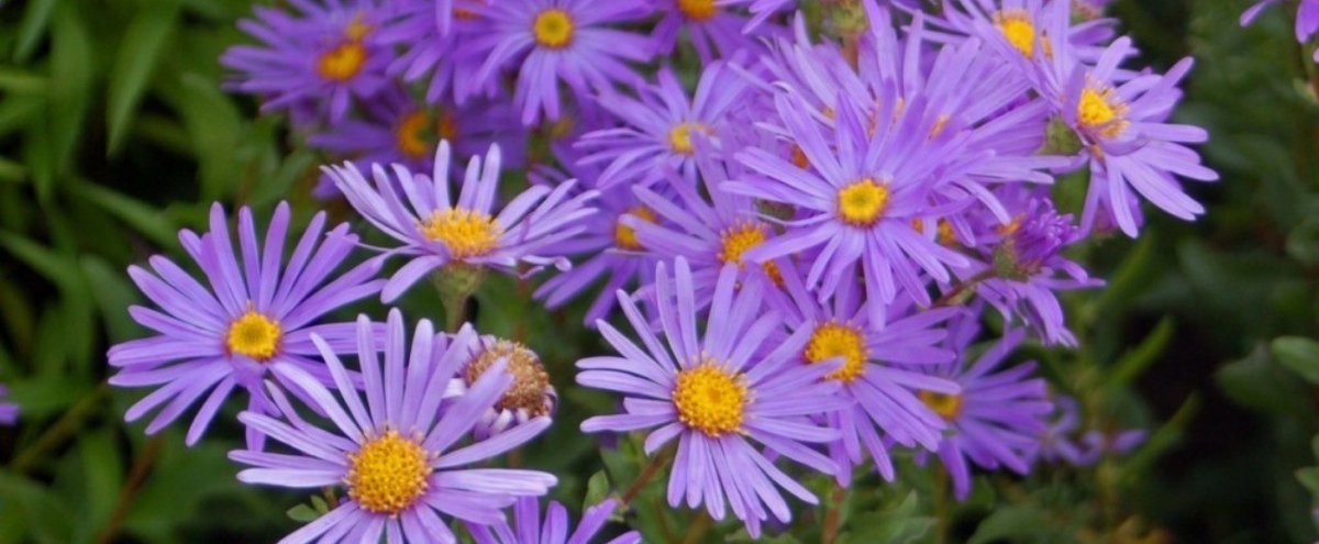 Asteraceae_-_Aster_amellus.JPG__シオン