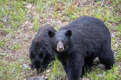 熊 の成り立ち 能と灬 れんが で構成された漢字ですね 能 という字には 優れた 力の強い といった意味があり 灬は火を表します 強 そうな獣で 燃え盛る黒炎のような色 勇ましさから 熊 と 水島ひらいち 教養大学雑学部おバ科 Note