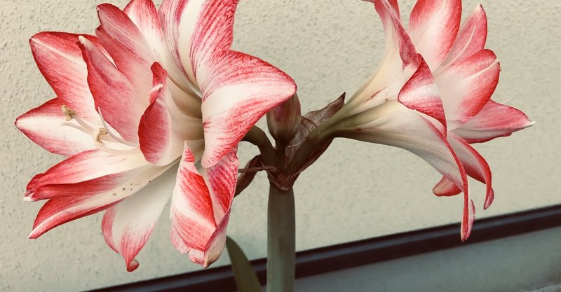 わがやのアマリリスでございます さいた春介 With ありがとう星人 Whatever Happens Note