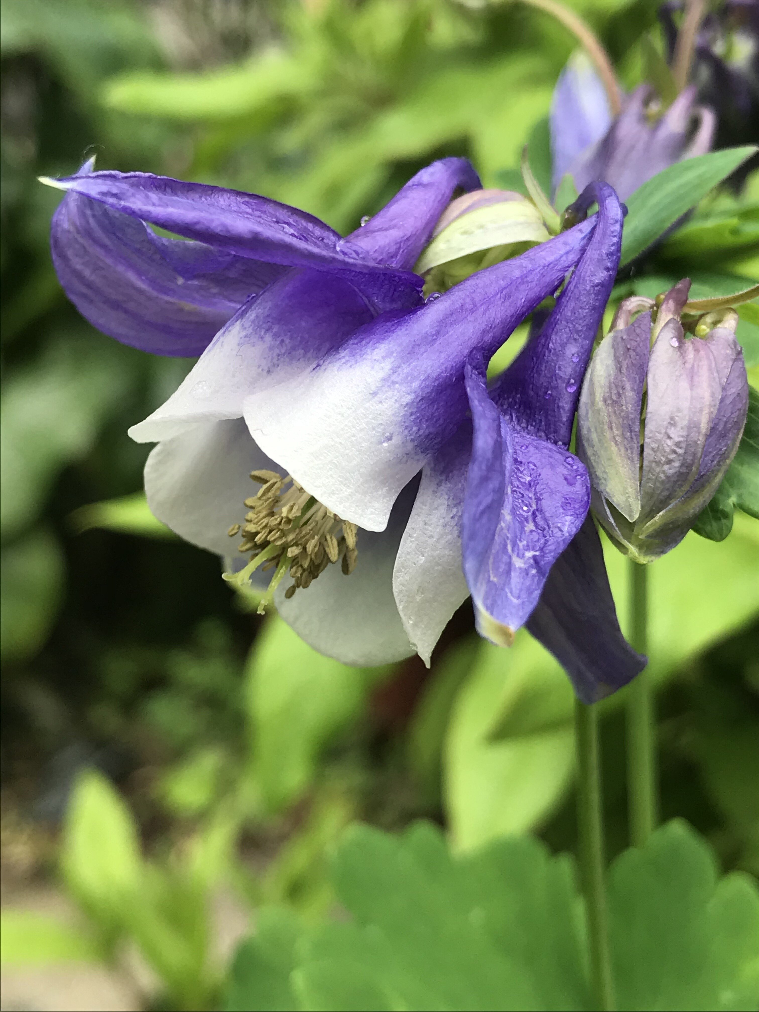 咲いてた の新着タグ記事一覧 Note つくる つながる とどける