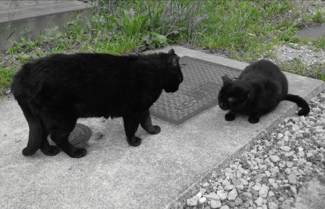 黒猫を マクロ と名付けるセンス Yukiko Note