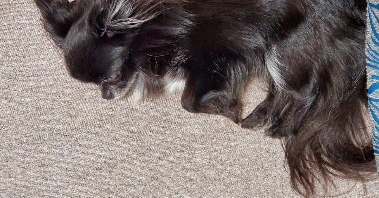 犬の寝相で季節を知る Utsuno Note