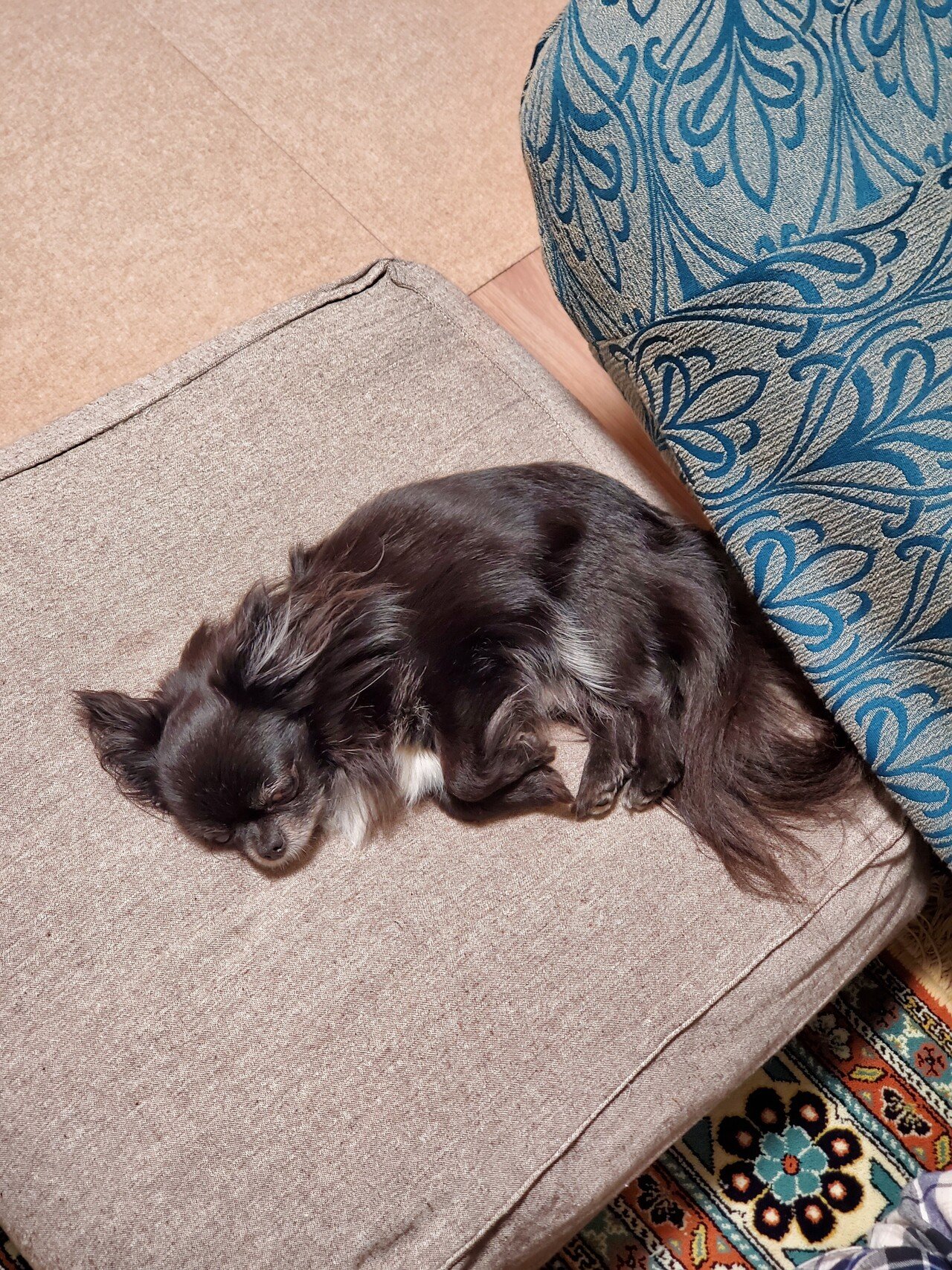 犬の寝相で季節を知る Utsuno Note 犬の寝相で季節を知る Utsuno Note