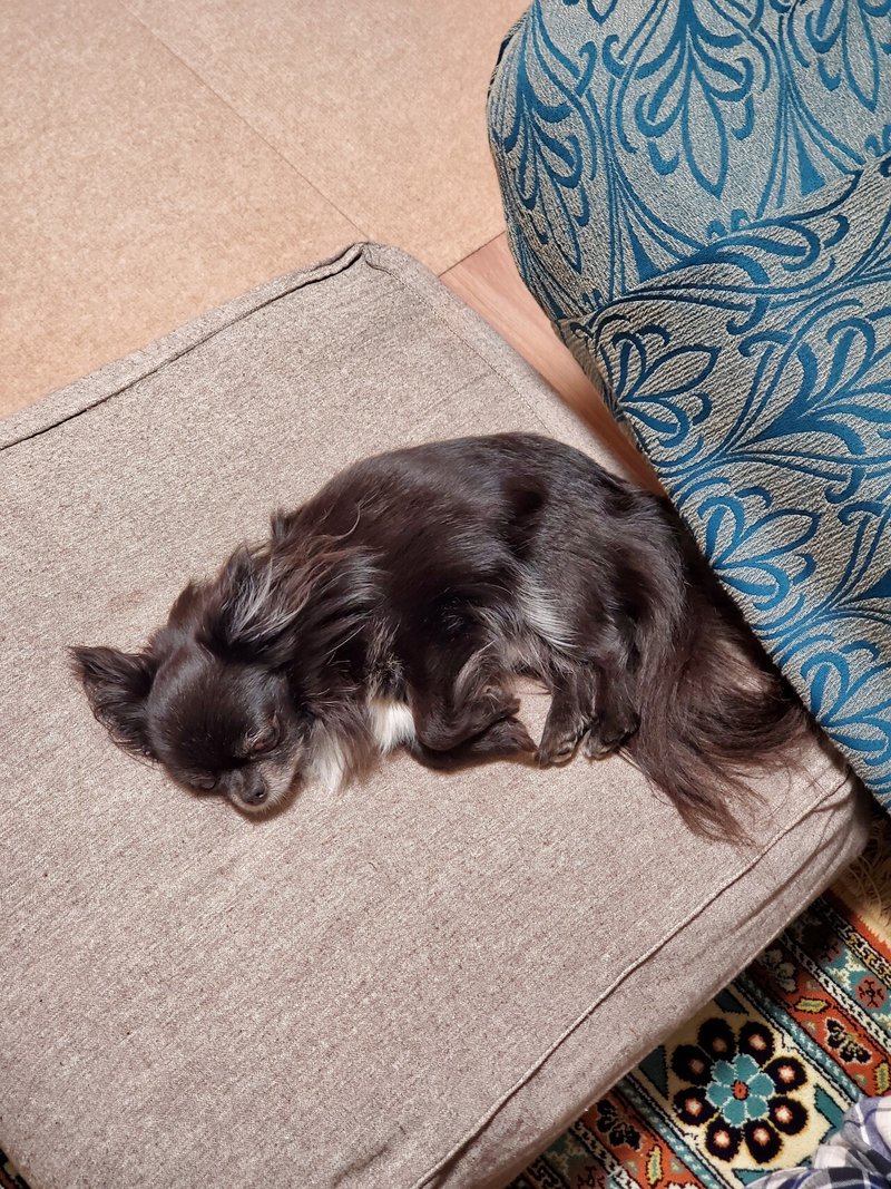 犬の寝相で季節を知る Utsuno Note