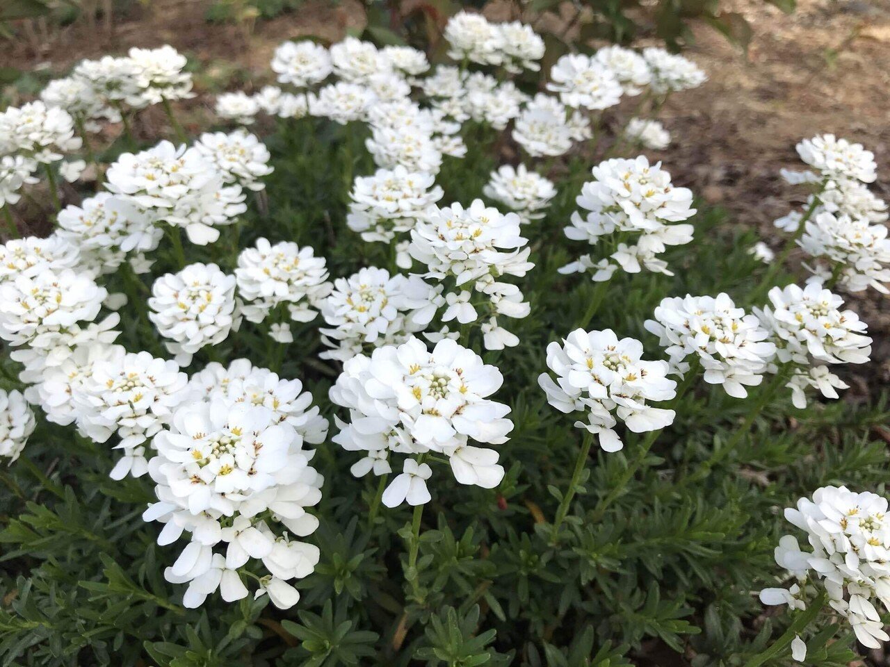 イベリス センパービレンス ボリュームがありつつ暴れないでまとまって咲いてくれる丈夫なお花 花壇の前方やグランドカバー ロックガーデンにも使える ひかる 植物知識のタネ屋さん Note イベリス センパービレンス ボリュームがありつつ暴れないでまとまって咲いてくれる丈夫なお花 花壇の前方やグランドカバー ロックガーデンにも使える ひかる 植物知識のタネ屋さん Note