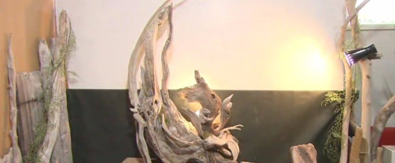 Nコレ。】誰でもカンタン！宝探し、海辺の流木が30万円