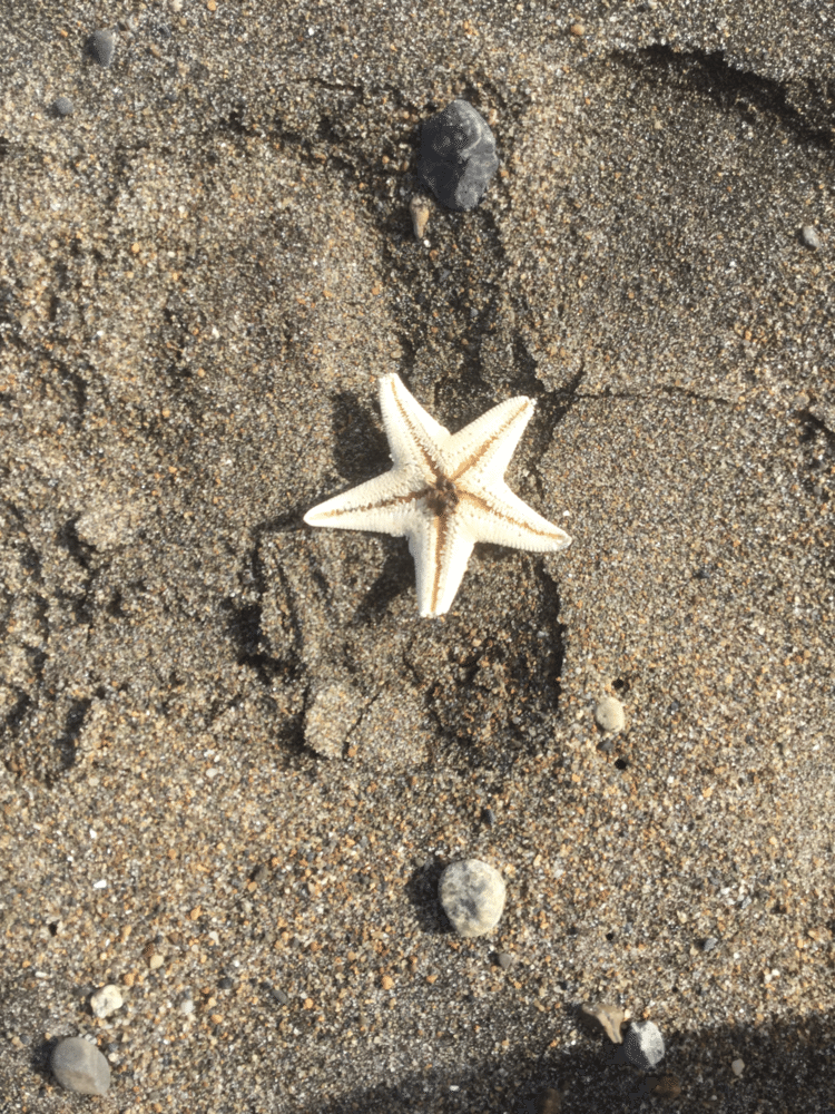 星だったらポケットに入れて持って帰るところだけど、カラカラのヒトデなので、持って帰りません。そういえば本物の星はこんな形していないよね。意外にその辺の石が星だったりして。んーありえる。