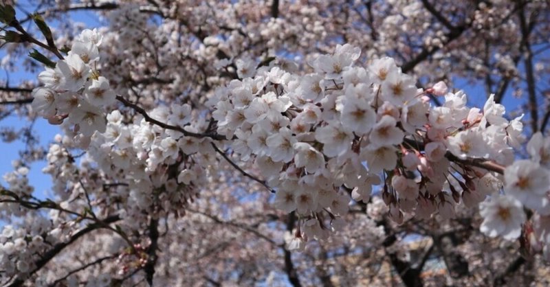 昨日は桜。