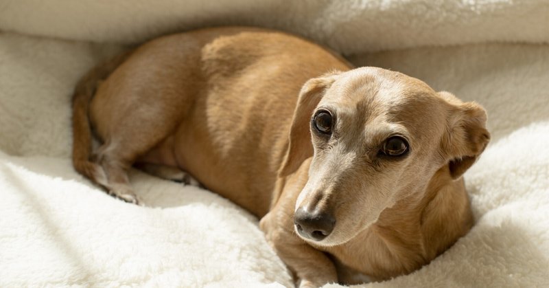 犬雑学 の新着タグ記事一覧 Note つくる つながる とどける 犬雑学 の新着タグ記事一覧 Note つくる つながる とどける