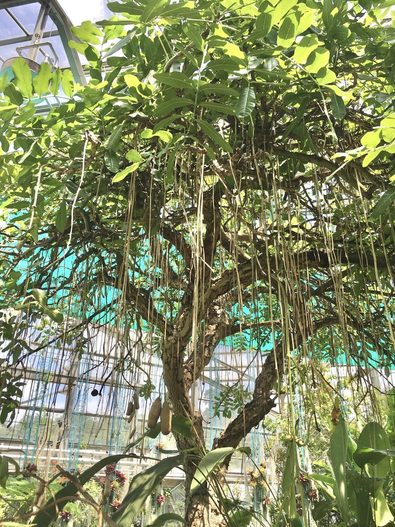 関西おすすめ植物園カタログ その Harunire0321 Note