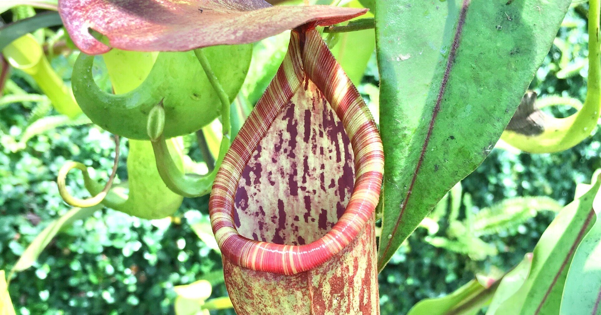 関西おすすめ植物園カタログ その Harunire0321 Note