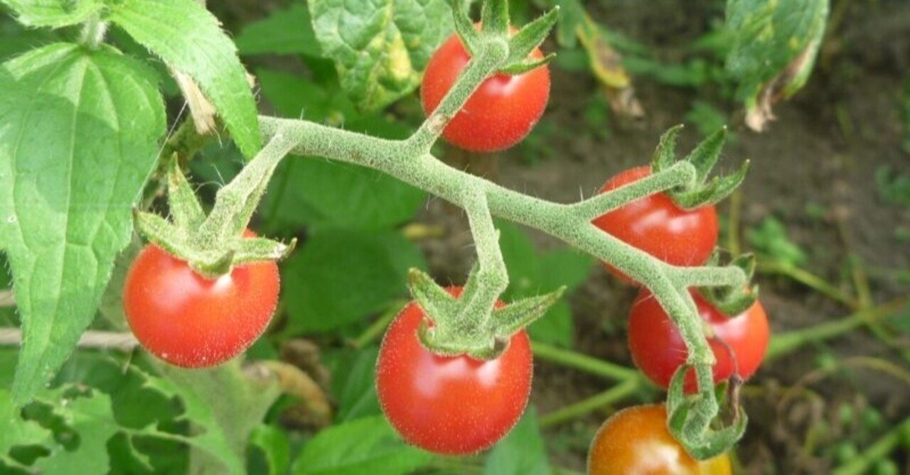 自然栽培では連作障害が起きないと言われる理由を解説 佐藤栄一 It好きx自然栽培農家 Note