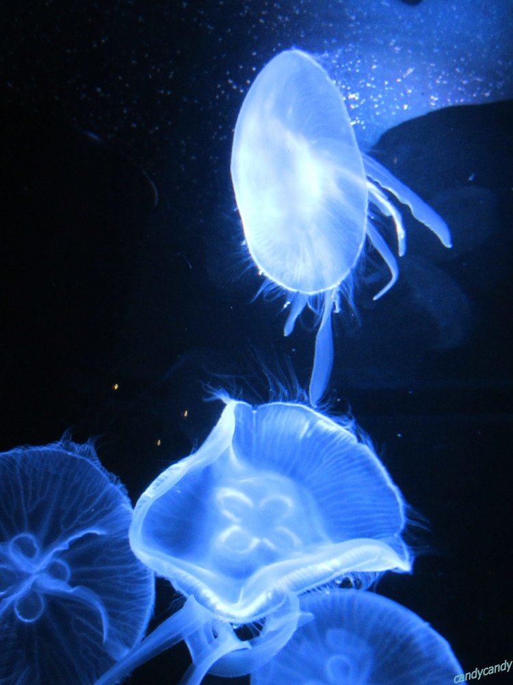クラゲが宇宙を吐き出している！　A jellyfish is vomiting the universe!