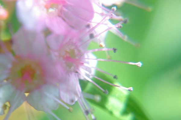 別の花言葉は無駄無益 韓国の昔話から娘を助けられなかった父親が娘の代わりに連れて帰った花がシモツケだったからというのもありますが想いは無駄じゃないと思うからうん の定番タグ記事一覧 Note つくる つながる とどける 別の花言葉は無駄無益 韓国の昔話から娘を助けられなかった父親が娘の代わりに連れて帰った花がシモツケだったからというのもありますが想いは無駄じゃないと思うからうん の定番タグ記事一覧 Note つくる つながる とどける