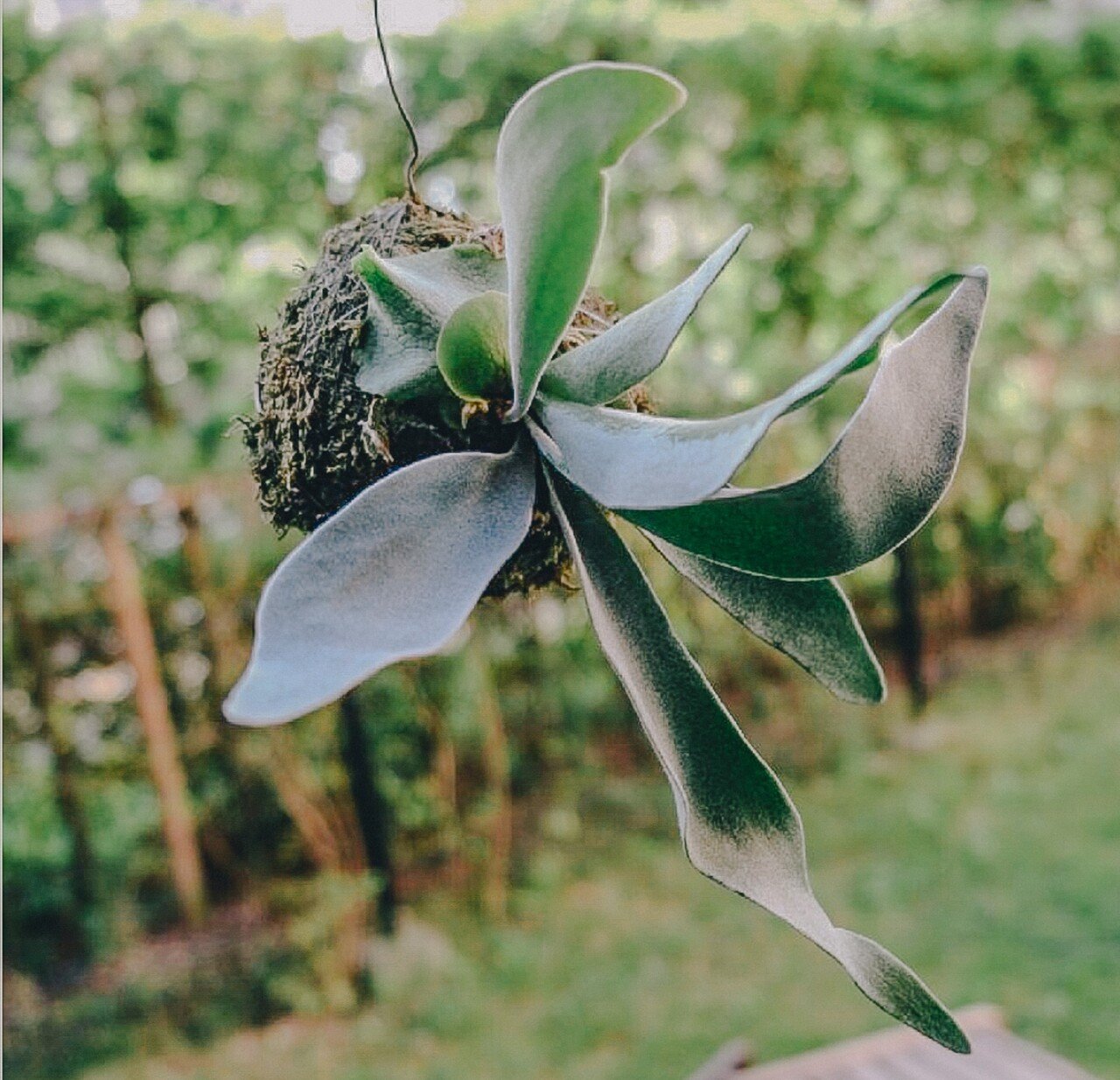 ビカクシダ コウモリラン の板付を作りました 鈴木 潤一 Lonz Note ビカクシダ コウモリラン の板付を作りました 鈴木 潤一 Lonz Note