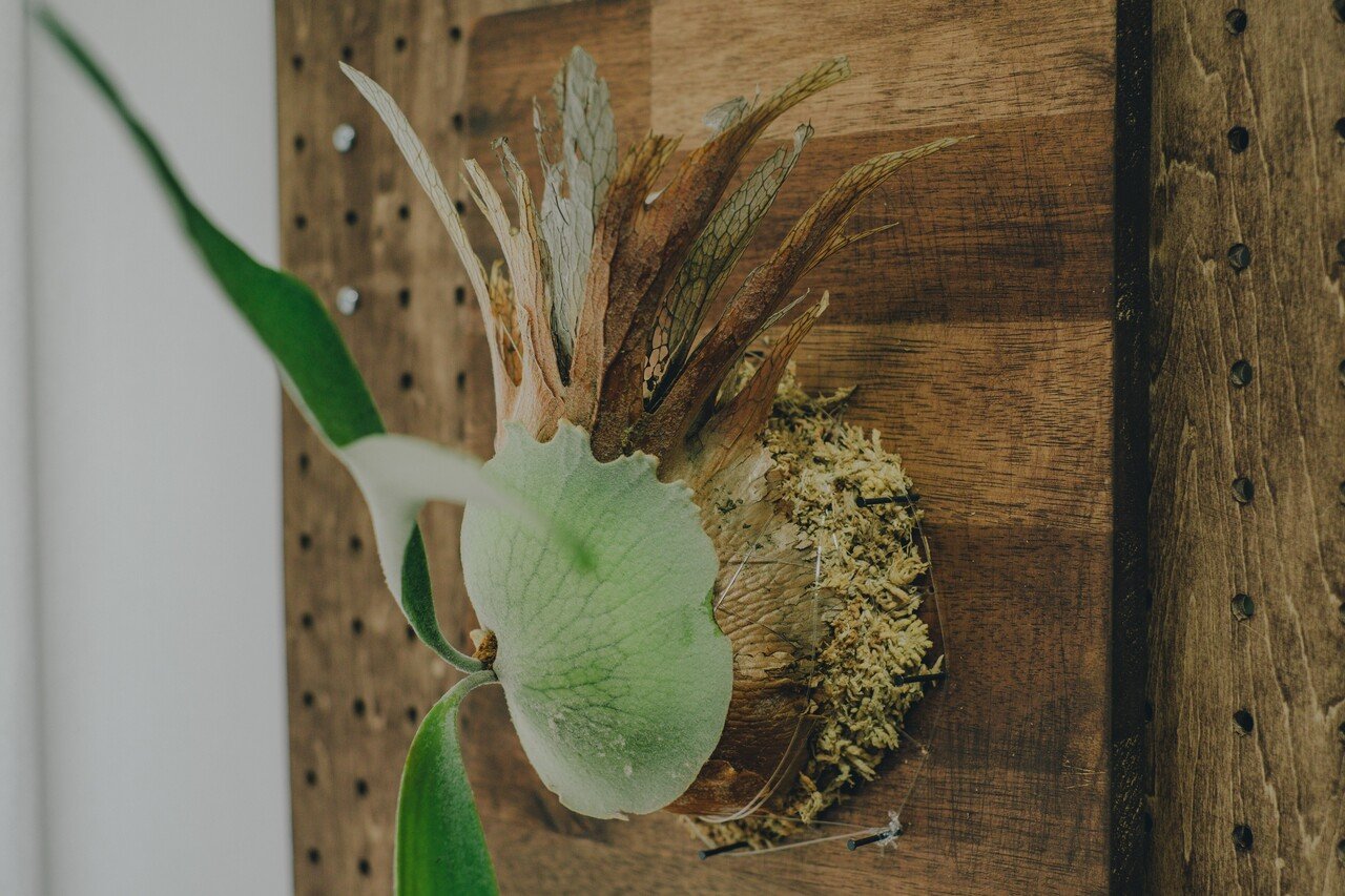 ビカクシダ コウモリラン の板付を作りました 鈴木 潤一 Lonz Note ビカクシダ コウモリラン の板付を作りました 鈴木 潤一 Lonz Note