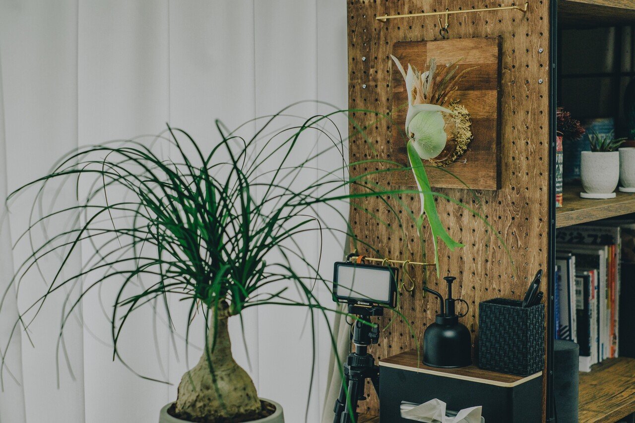 ビカクシダ コウモリラン の板付を作りました 鈴木 潤一 Lonz Note ビカクシダ コウモリラン の板付を作りました 鈴木 潤一 Lonz Note