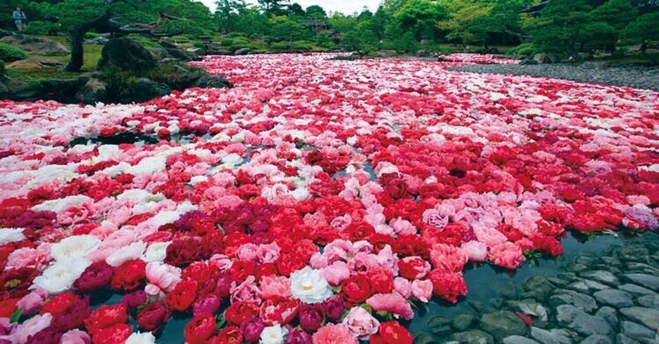 Gwオススメ 島根半島 とり花 巡り 大山ゲストハウス寿庵 Note Gwオススメ 島根半島 とり花 巡り 大山ゲストハウス寿庵 Note