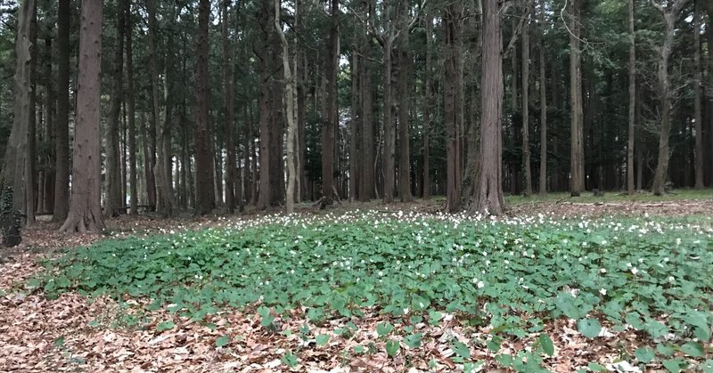 森とはらっぱと桜