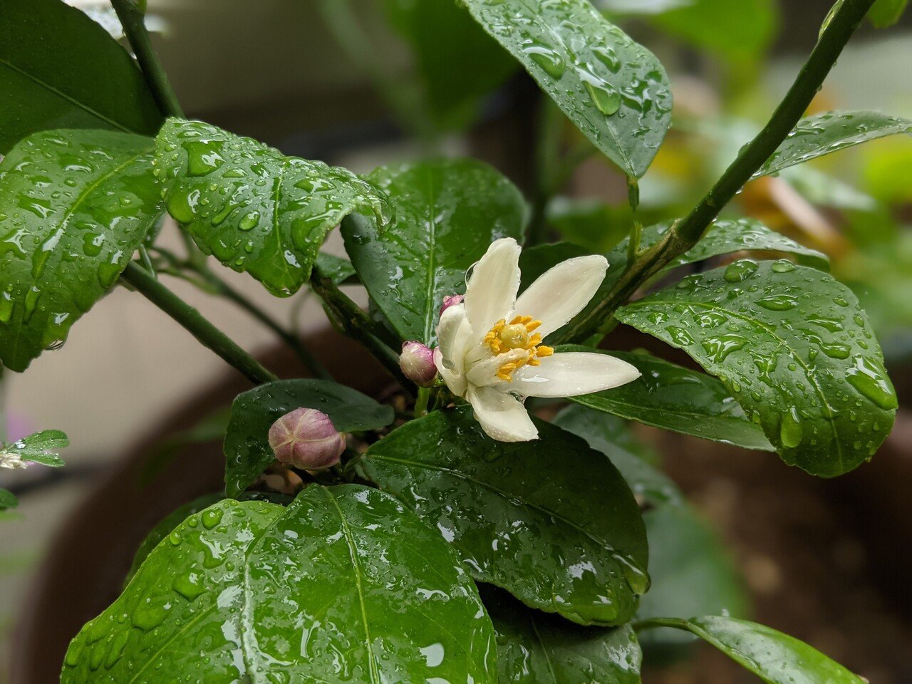 今朝は雨のなか サイパンレモンの花が咲いていた とても甘い香り 若い木の場合は 木を大きくするために花芽 は摘む方がよいらしいのだけれど 我が家の狭いバルコニーでは 大きくなってしまうと逆に困る Shino Note