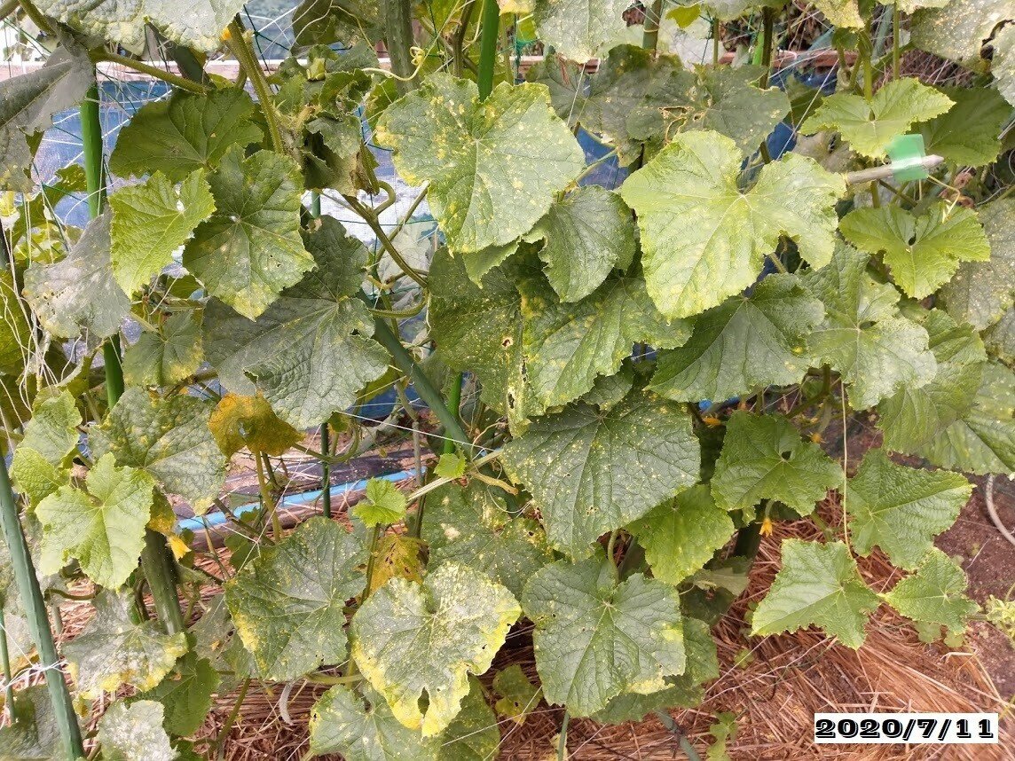 まさかのきゅうりが復活 みろく 無農薬 減農薬栽培で農家さんや家庭菜園者を応援 有機jas適合資材 Note まさかのきゅうりが復活 みろく 無農薬 減農薬栽培で農家さんや家庭菜園者を応援 有機jas適合資材 Note