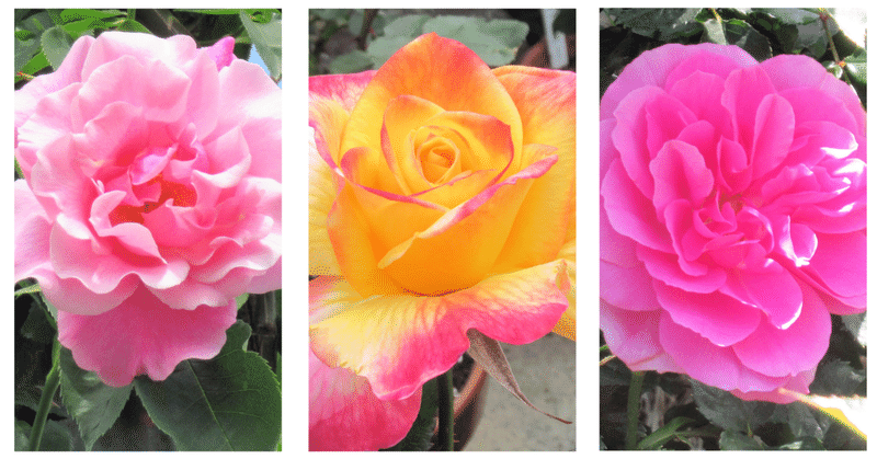 令和3年4月24日 土 一番バラが開花しました 伊勢の神宮ばら園 Note