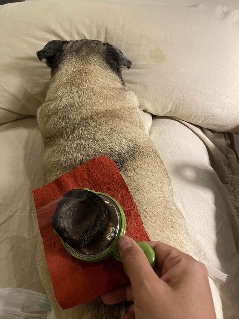 愛しのハナグロチャン 老犬介護生活２ ファンシー手帖 Note