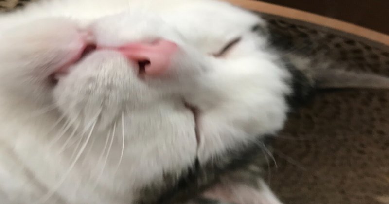 ニャンコたちの 可愛い寝顔 の お写真 ココ次郎 Note