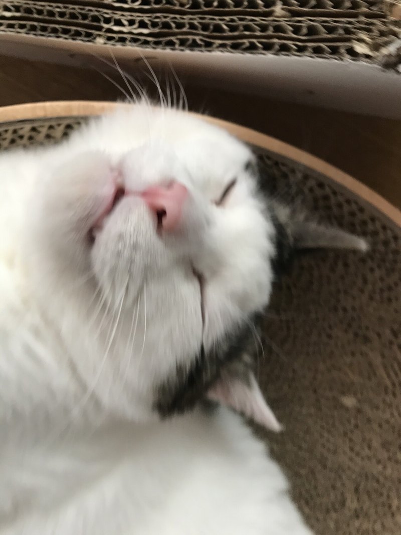 ニャンコたちの 可愛い寝顔 の お写真 ココ次郎 Note ニャンコたちの 可愛い寝顔 の お写真 ココ次郎 Note