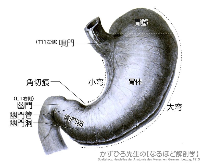 消化器系-42-胃の構造-SQ図c