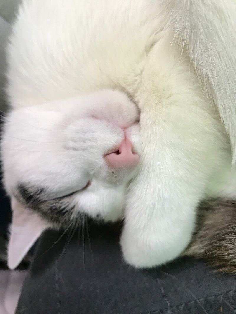 ニャンコたちの 可愛い寝顔 の お写真 ココ次郎 Note ニャンコたちの 可愛い寝顔 の お写真 ココ次郎 Note