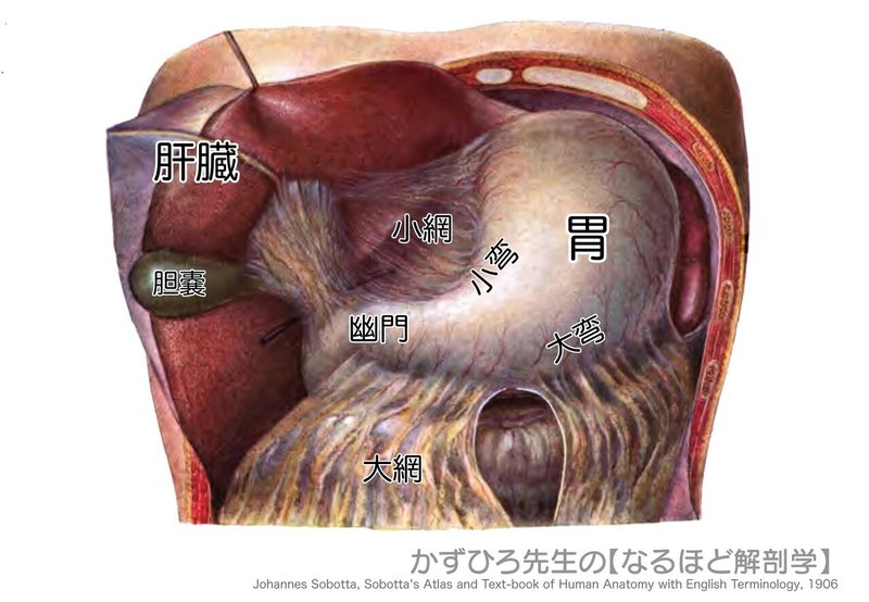 消化器系-43-胃の大弯と小弯、大網と小網-SQ図c