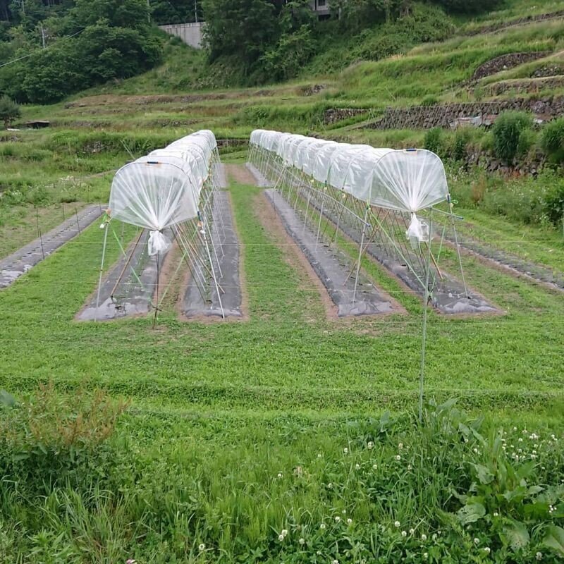 Amazon.co.jp: 農業の常識は、自然界の非常識 : 高橋 丈夫: 本