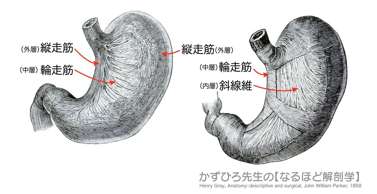 消化器 - Wikipedia