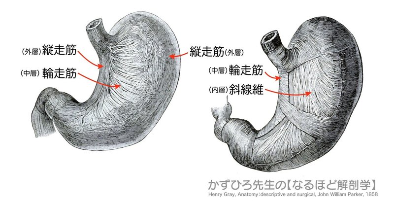 消化器系-42-胃の筋層は3層-SQ図c