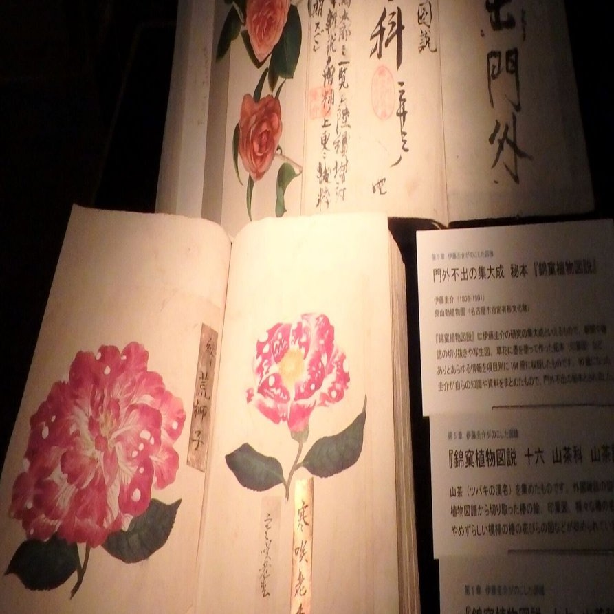 名古屋城からはじまる植物物語 天井板絵 シーボルト 伊藤圭介 荒玉 Note