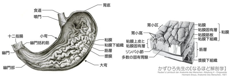 消化器系-42-胃粘膜-SQ図c