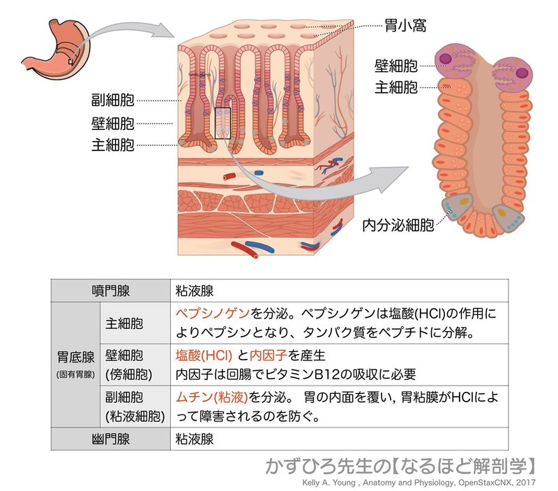 消化器系-42-胃腺-SQ図c