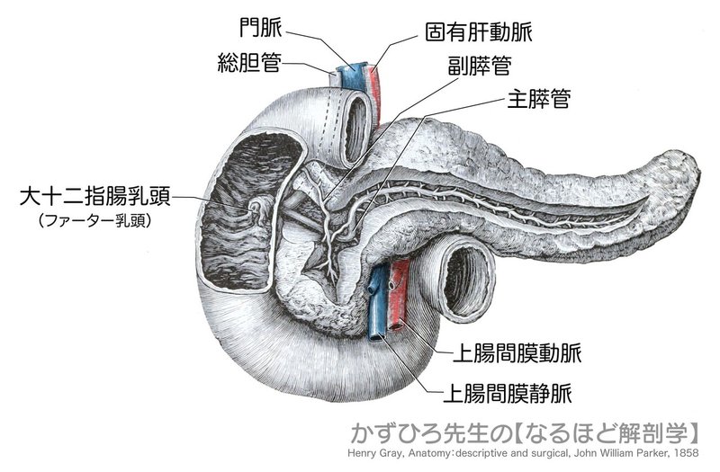 消化器系-42-十二指腸と膵臓-SQ図c