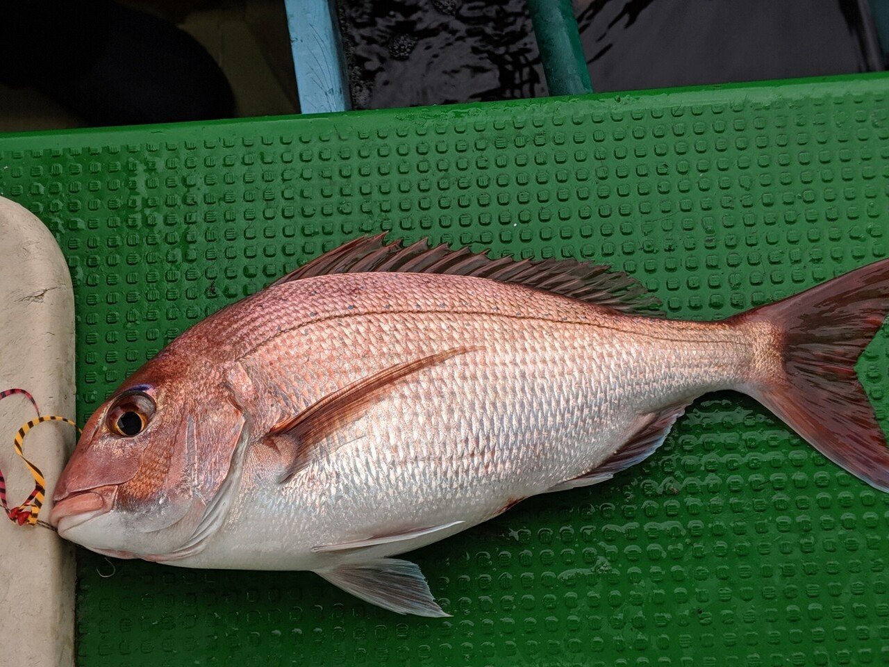 鯛カブラ 鯛ラバの進化 Jimofish Jimofish じもフィッシュ Note 鯛カブラ 鯛ラバの進化 Jimofish Jimofish じもフィッシュ Note