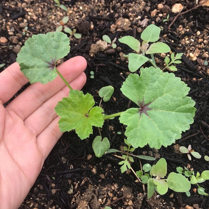 虫にもやっぱり意味がある My Sweet Mallow じゆうな木 Note 虫にもやっぱり意味がある My Sweet Mallow じゆうな木 Note