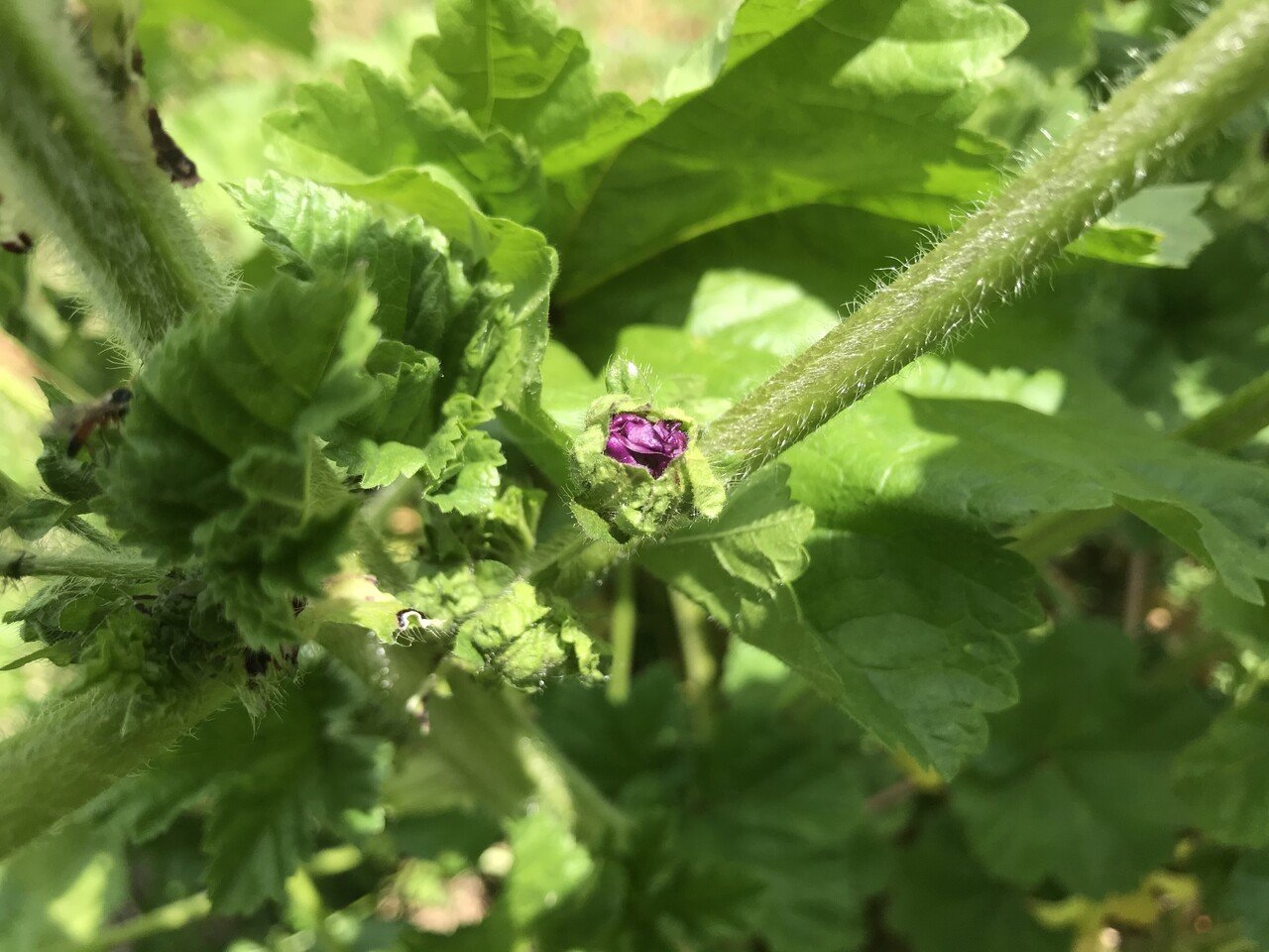 虫にもやっぱり意味がある My Sweet Mallow じゆうな木 Note