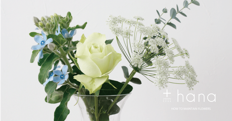 切り花の元気と 私の元気と 花を楽しむお手入れのコツ 水あげ編 その２ Hana タスハナ サステナブルな花の定期便 Note