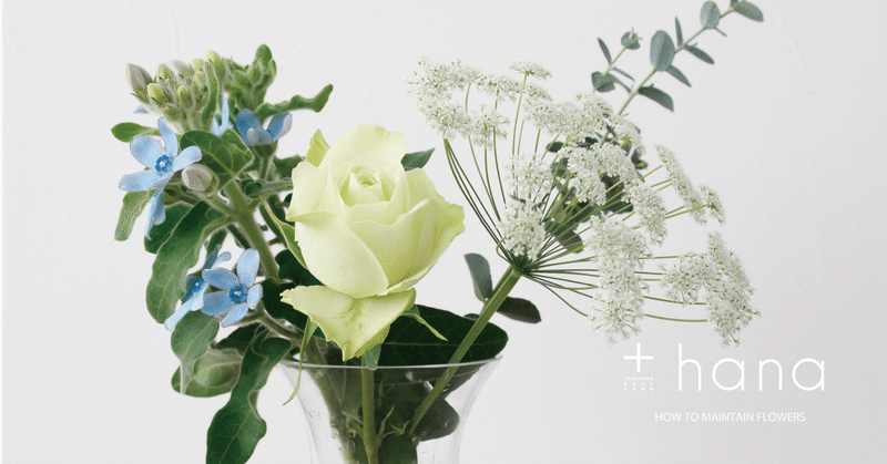 切り花の元気と 私の元気と 花を楽しむお手入れのコツ 水あげ編 その2 Hana タスハナ サステナブルな花の定期便 Note 切り花の元気と 私の元気と 花を楽しむお手入れのコツ 水あげ編 その2 Hana タスハナ サステナブルな花の定期便 Note