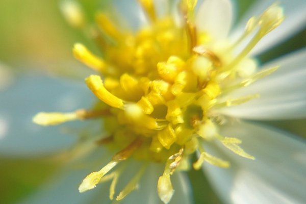 野菊の花言葉は清爽 の新着タグ記事一覧 Note つくる つながる とどける 野菊の花言葉は清爽 の新着タグ記事一覧 Note つくる つながる とどける