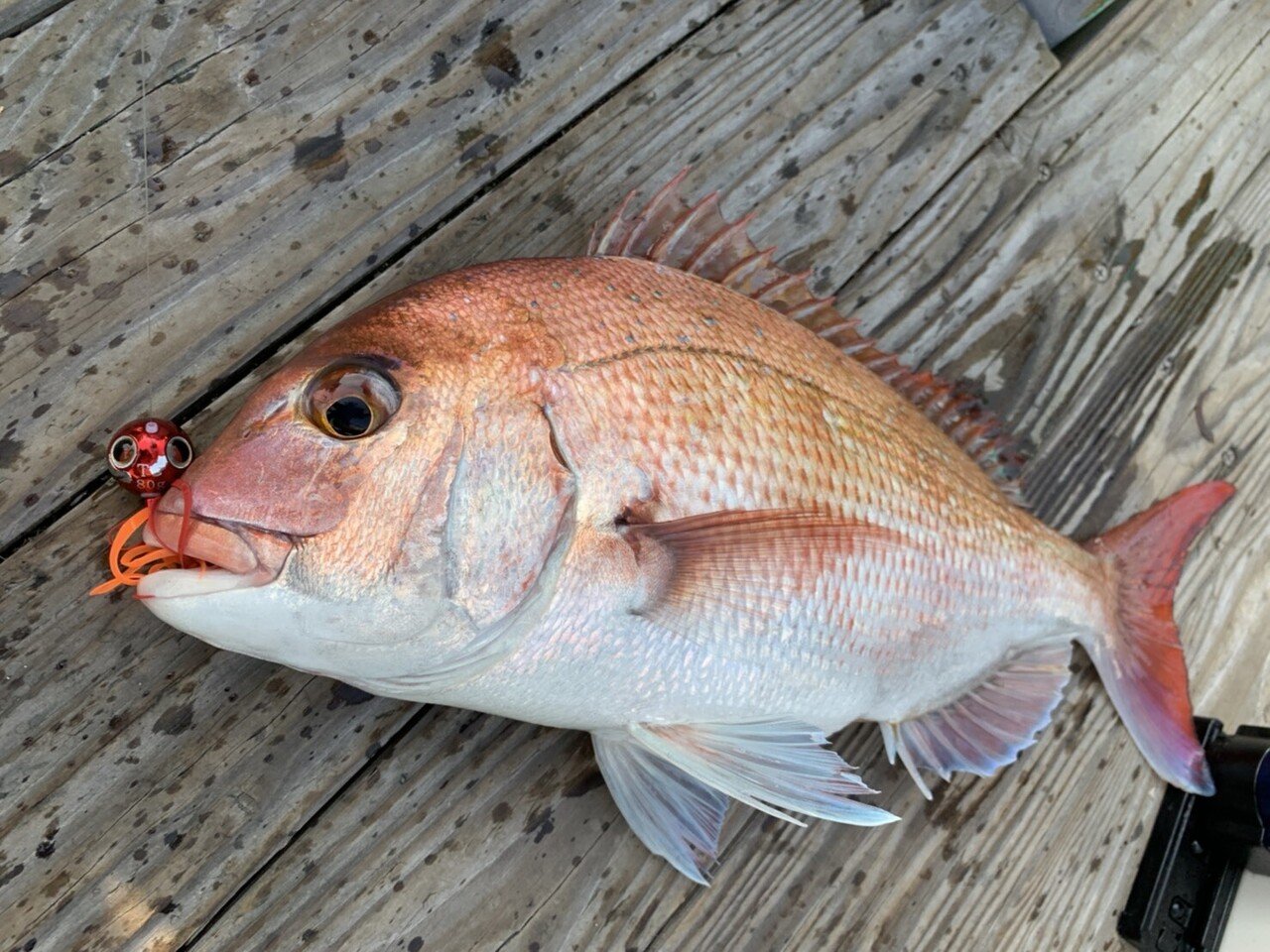鯛カブラ 鯛ラバの進化 Jimofish Jimofish じもフィッシュ Note 鯛カブラ 鯛ラバの進化 Jimofish Jimofish じもフィッシュ Note